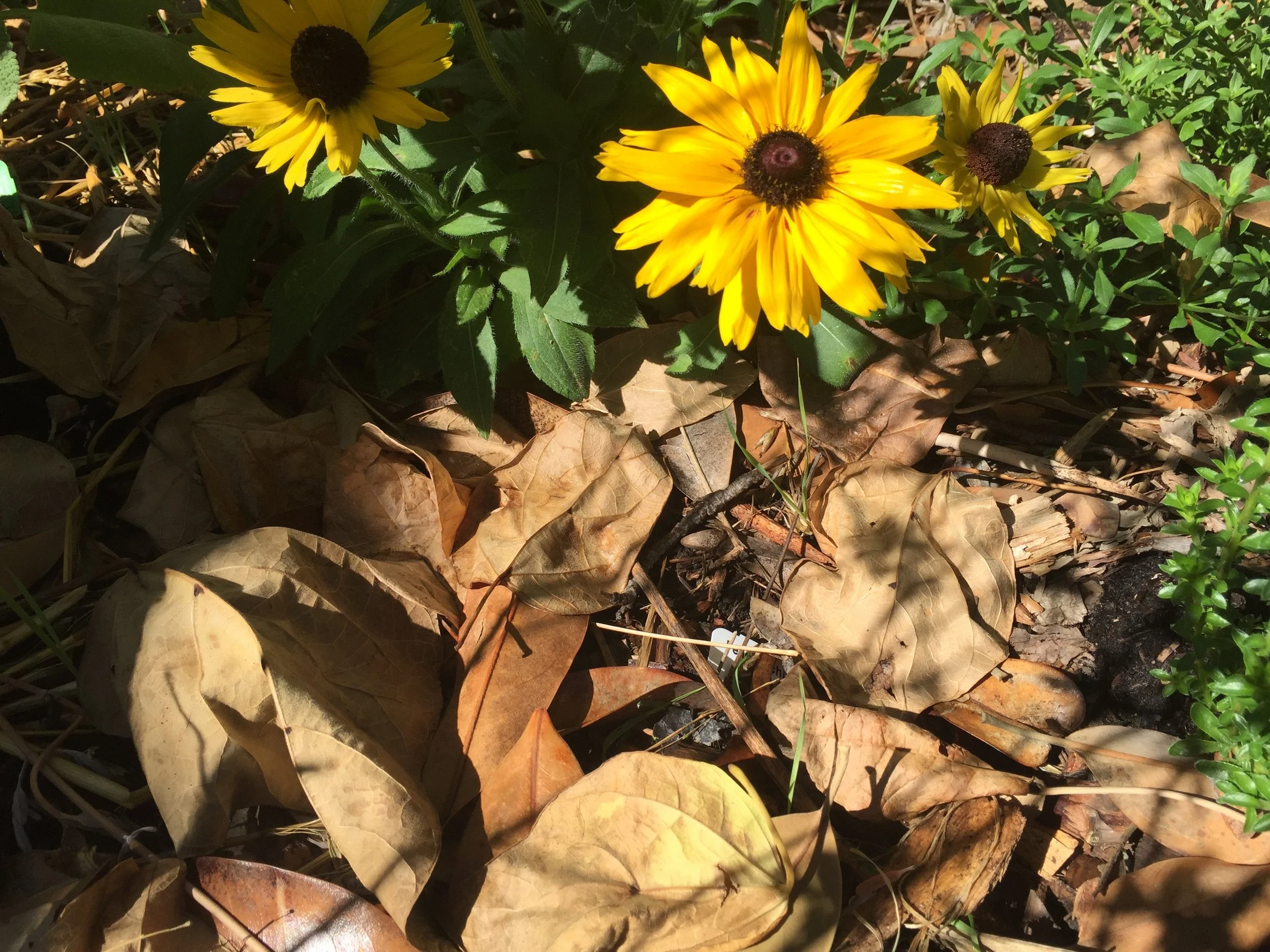 Leaf Litter